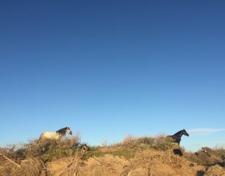 Paarden duinen Essaouira