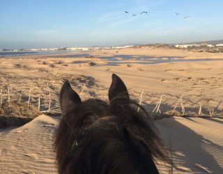 Foto Te Paard Essaouira
