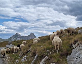 Familie Vercammen Montenegro tussen schapen