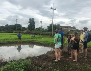 Rijstvelden tijdens fietstocht in Chiang Mai