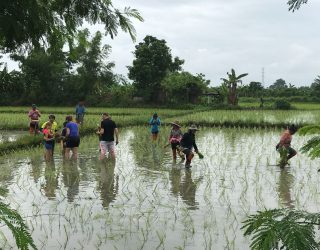 Water en rijstvelden in Chiang Mai