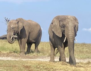 Olifanten in reservaat in Knysna