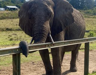 Olifant zet slurf rond bar in Knysna