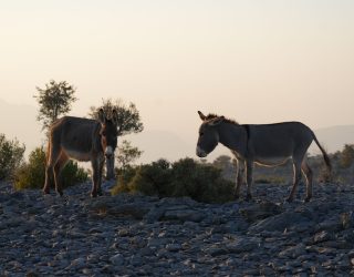 Ezels in Jebel Shams