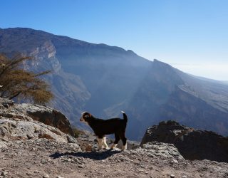 Geit tussen kloven van Grand Canyon Oman Jebel Shams