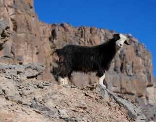 Geit komt piepen in de Grand Canyon van Oman