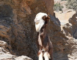 Geit Grand Canyon Oman