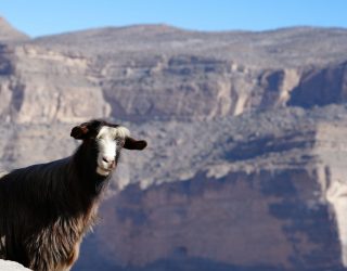 Geit komt piepen in Grand Canyon van Oman