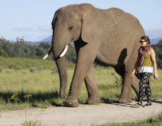 Iemand Loopt Naast Olifant In Knysna