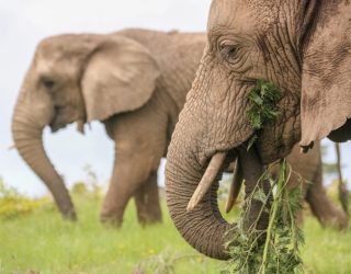Olifanten eten grassen in Knysna