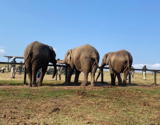 Olifanten langs achter naast elkaar in Knysna