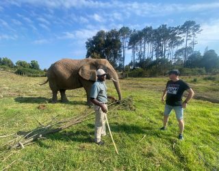 Begeleider bij olifanten in Knysna