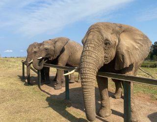 Olifanten naast elkaar in Knysna