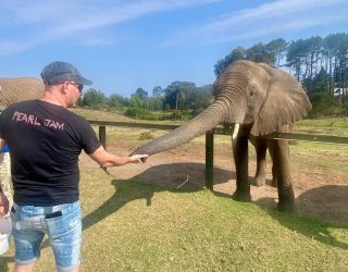 Vader voedt olifant in Knysna