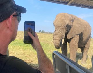 Vader trekt foto van olifanten in Knysna