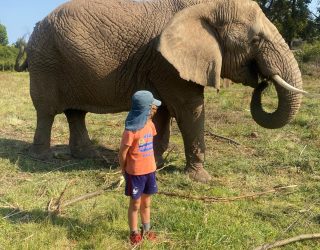 Kindje met olifant in Knysna
