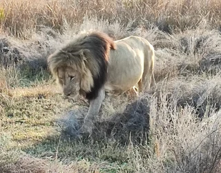 Leeuw Zuid-Afrika familie Bresseleers
