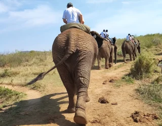Olifanten Zuid-Afrika familie Bresseleers