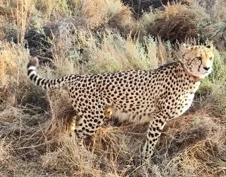 Luipaard Zuid-Afrika familie Bresseleers