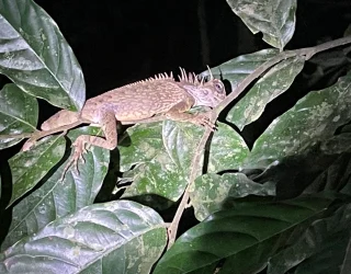 Reptiel Thailand review Van Vaerenbergh