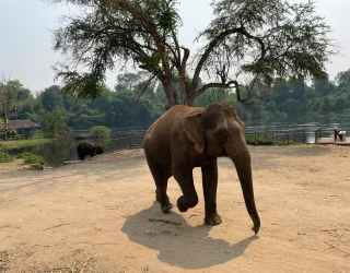 Olifant in Thailand review Van Vaerenbergh