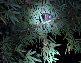 In de natuur van Thailand review familie Leus