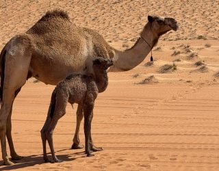 Overnachten in de Omaanse woestijn