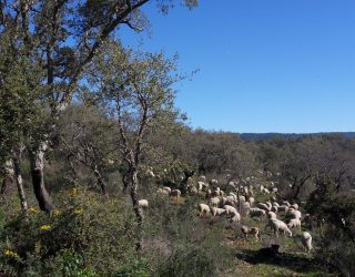 Op Corktracking in Portugal