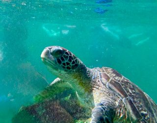 Schildpad in helderblauw water in Oman