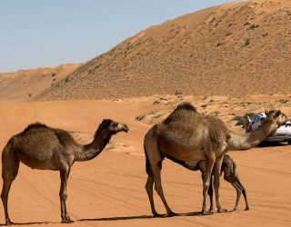 Kamelen in de woestijn van Oman