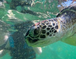 Schildpad in helderblauw water in Oman
