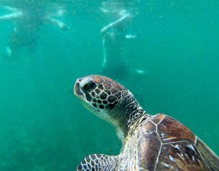 Snorkelen tussen zeeschildpadden in Oman