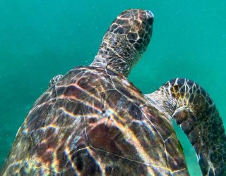 Schildpadden spotten in Oman