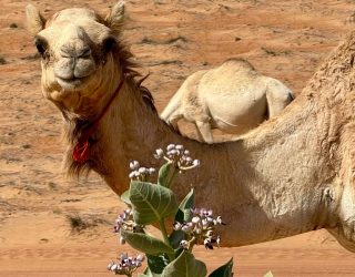 Maak een kamelenrit tussen de gouden zandduinen