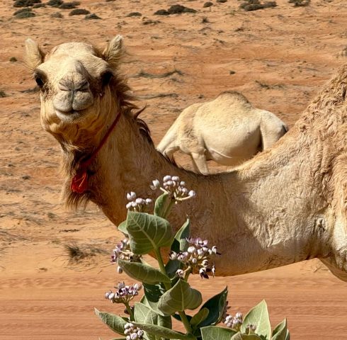 Maak een kamelenrit tussen de gouden zandduinen