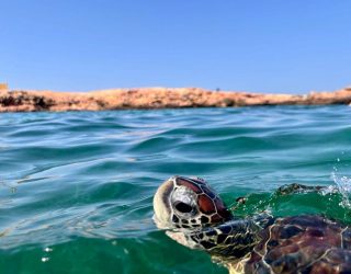 Snorkelen tussen reuzenschildpadden