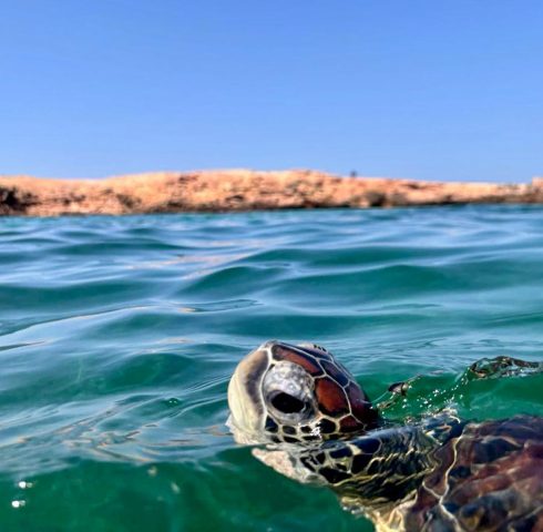 Snorkelen tussen reuzenschildpadden