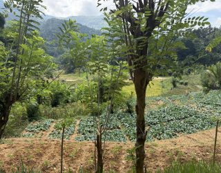 Velden tijdens hike aan voet van Knuckles Moutains