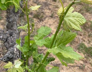 Plant tijdens corktracking
