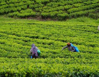 Werkende inwoners tussen theeplantages op Sri Lanka platteland