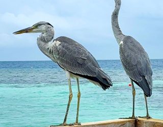 Vogels op de Malediven