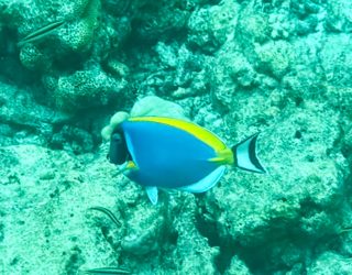 Vis in helderblauw water Malediven