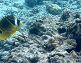 Zwemmende vis tijdens snorkelen in Malediven